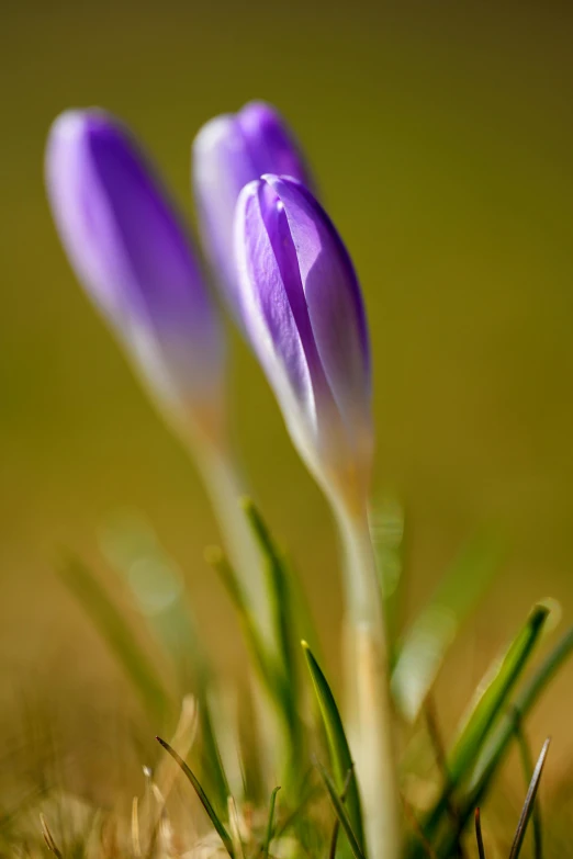 two purple flowers growing out of the ground, a portrait, by David Simpson, slide show, sunlit, iceland, buds