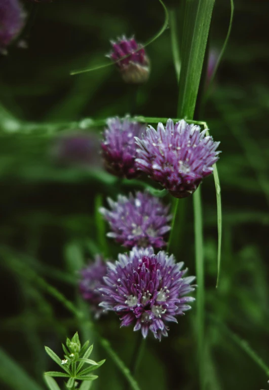 a group of purple flowers sitting on top of a lush green field, color graflex macro photograph, upright, hanging, low detail