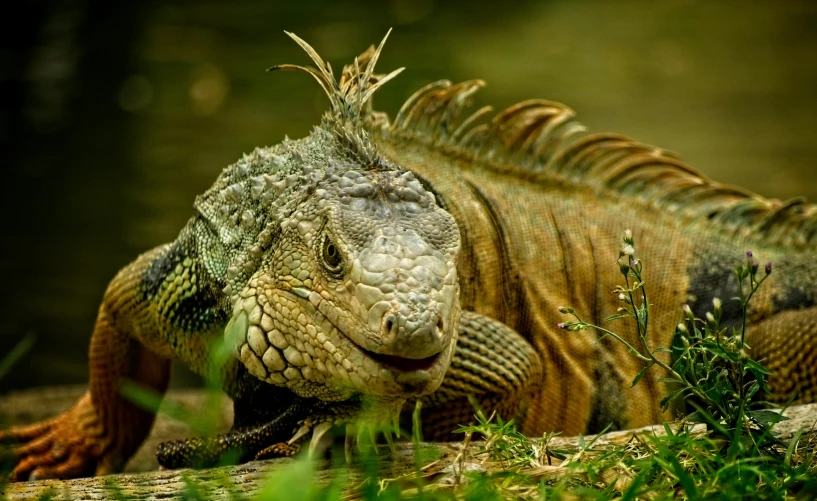 a large lizard laying on top of a lush green field, dragon scales in hair, smug face, jamaican, slide show