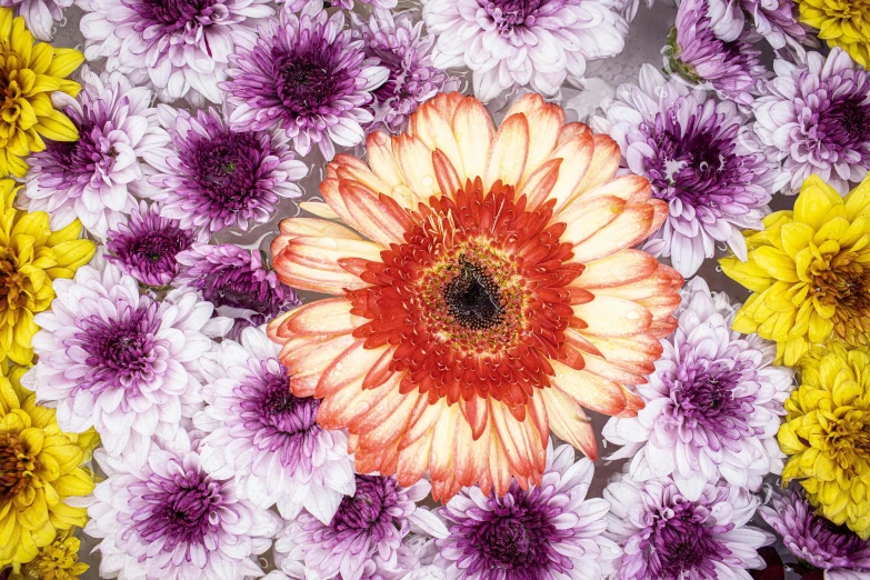 a close up of a flower in a bowl of water, an album cover, by Jan Rustem, orange and purple color scheme, head made of giant daisies, 2 0 0 4 photograph, highly detailed -