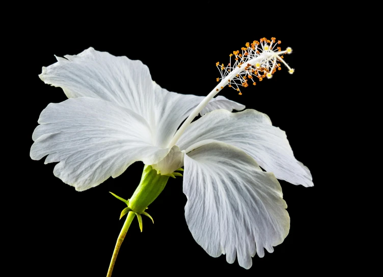 a close up of a white flower on a black background, hurufiyya, hibiscus, flowers growing out of its head, slide show, portrait image