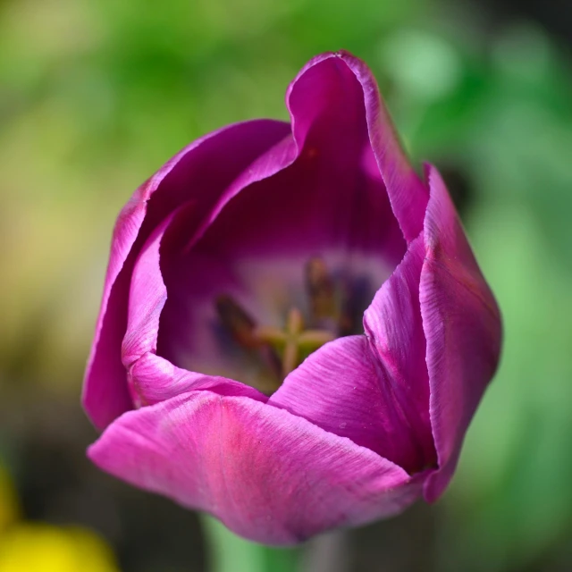 a close up of a purple flower with yellow flowers in the background, by Jan Rustem, pexels contest winner, romanticism, tulip, rich deep pink, made of glazed, today\'s featured photograph 4k