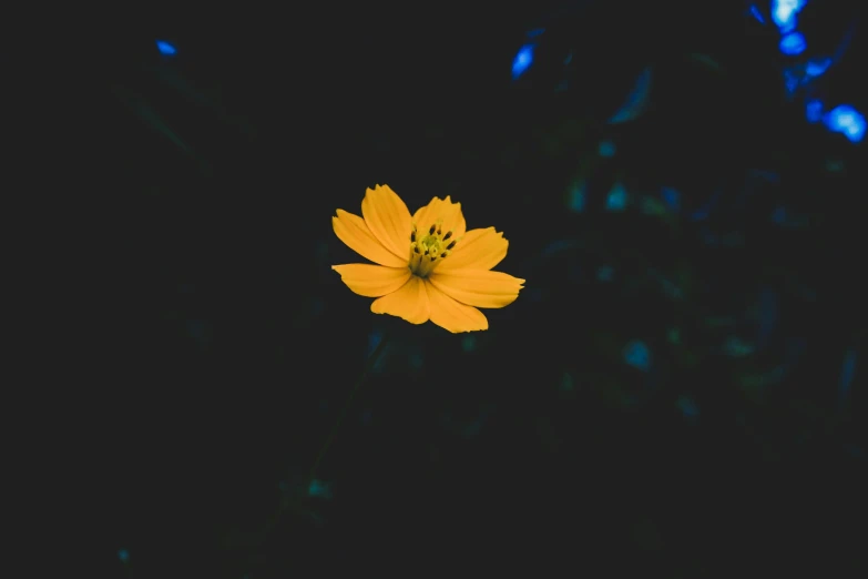 a single yellow flower in the dark, unsplash, minimalism, medium format, cosmos, instagram post, bokeh + dof + 8k