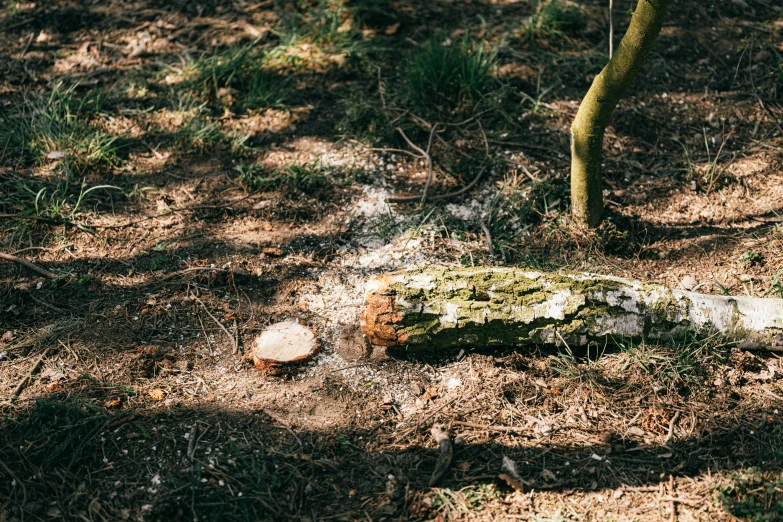 a fire hydrant sitting in the middle of a forest, inspired by Andy Goldsworthy, unsplash, land art, holding a chainsaw, sparkling in the sunlight, bones lying on the ground, fungal