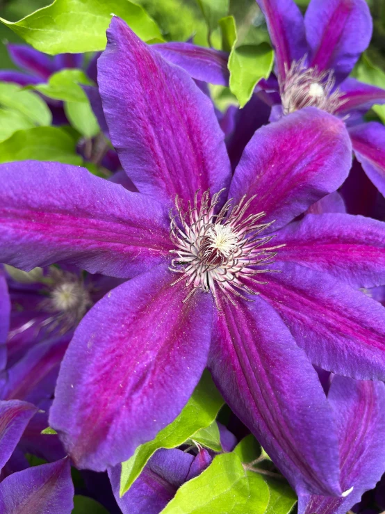 a close up of a purple flower on a plant, clematis like stars in the sky, purple and blue neons, high quality product image”, zoomed out shot