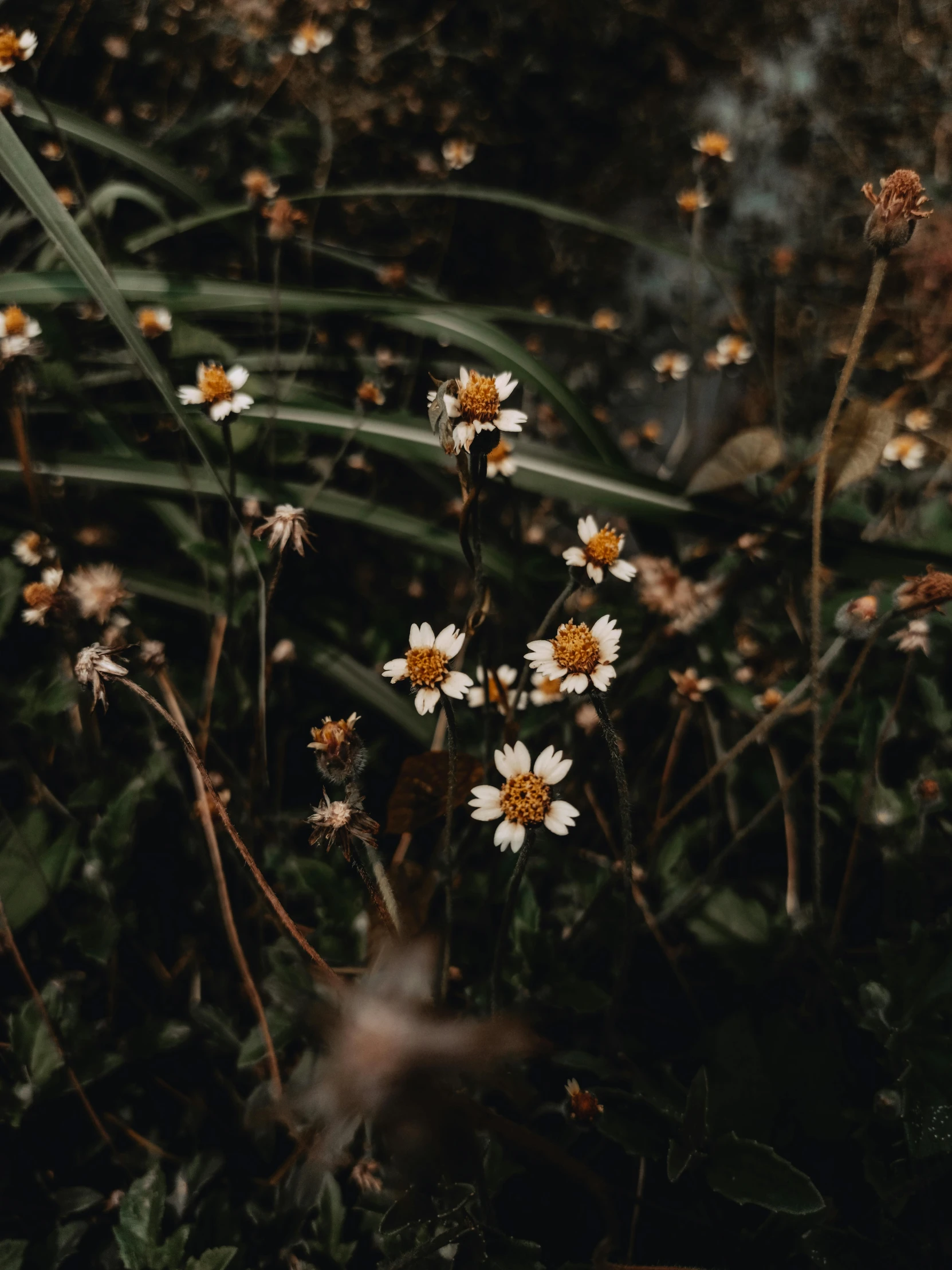 a bunch of flowers sitting on top of a lush green field, inspired by Elsa Bleda, trending on unsplash, aestheticism, in a dark forest low light, chamomile, earthy colours, low quality photo