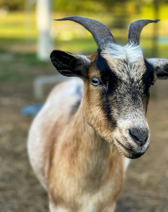 a goat that is standing in the dirt