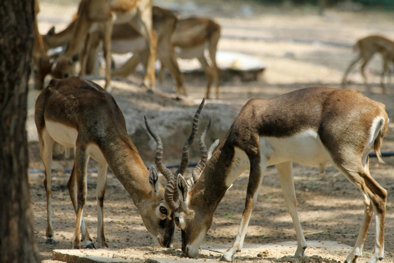 a couple of antelope standing on top of a dirt field, bangalore, kissing, zoo photography, fan favorite