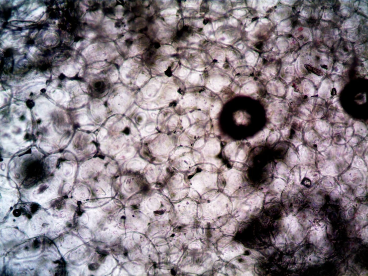 a close up of a black substance on a white surface, a microscopic photo, flickr, bubble chamber, made of lab tissue, eye, dot