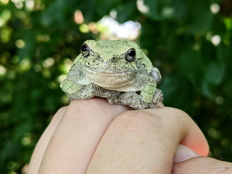 a close up of a person holding a small frog, posing for a picture, perfectly shaded, greenish skin, taken in the early 2020s