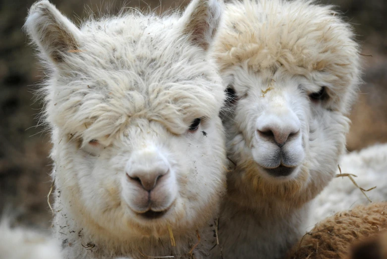 a couple of llamas standing next to each other, a portrait, trending on unsplash, fluffy fluffy fur, close-up photo, in 2 0 1 2, clumps of hair