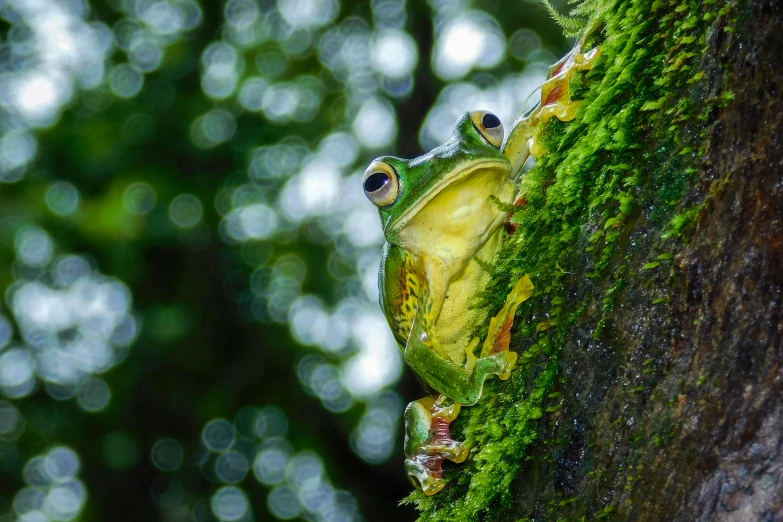 a frog sitting on top of a moss covered tree, by Basuki Abdullah, pexels contest winner, big shiny eyes, avatar image, looking upwards, multiple stories