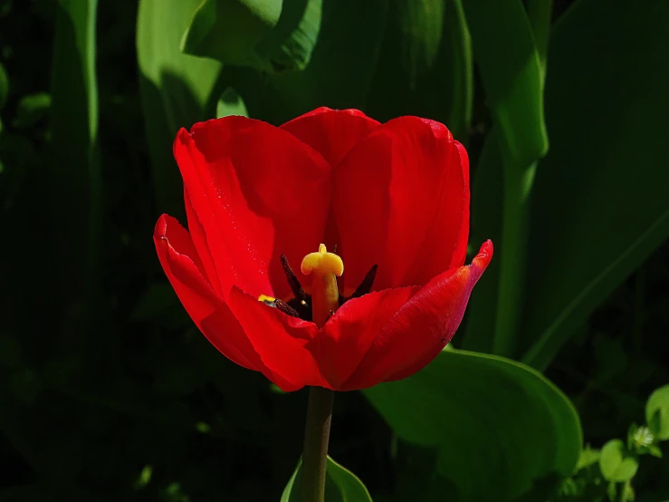 a close up of a red flower with green leaves, by Jan Rustem, pexels contest winner, hurufiyya, tulip, black, rectangular, extremely high resolution