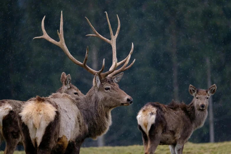 a herd of deer standing on top of a lush green field, pexels contest winner, renaissance, three animals, caledonian forest, 🦩🪐🐞👩🏻🦳, wet climate