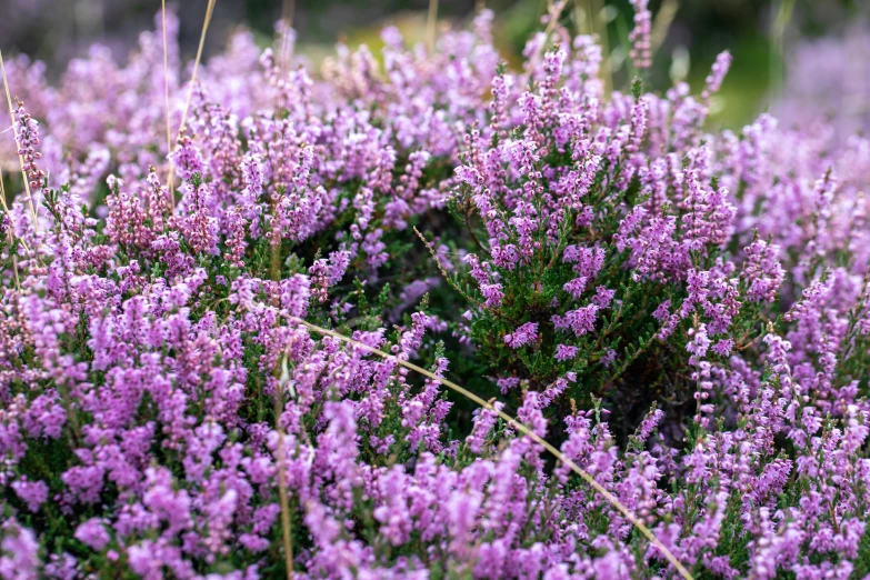 a bunch of purple flowers sitting on top of a lush green field, by Niels Lergaard, pixabay, caledonian forest, pink grass, hedges, thumbnail