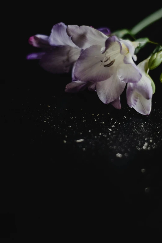 a purple flower sitting on top of a black surface, light scatter, looking across the shoulder, pouring