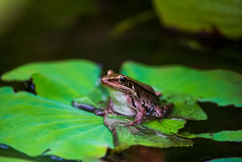 a frog sitting on top of a leaf in a pond, an album cover, pexels contest winner, renaissance, brown, australian, performing, getty images