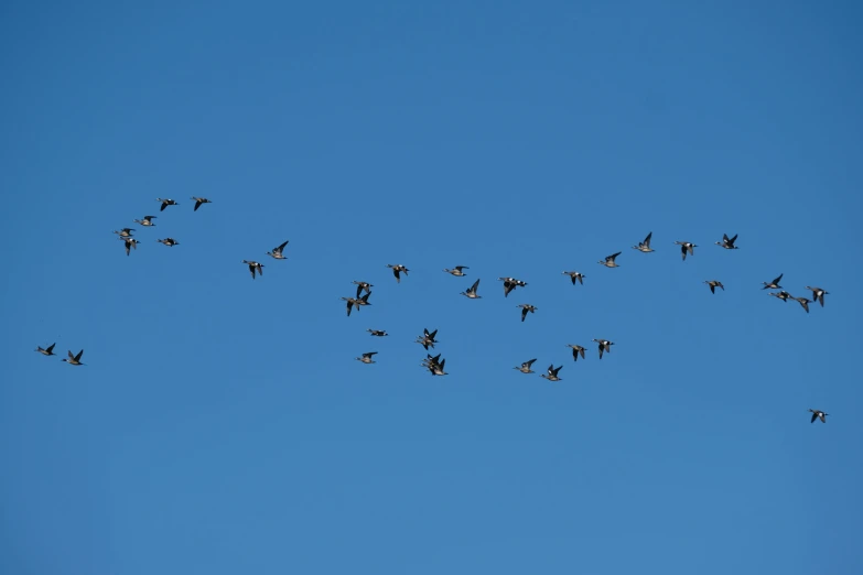 a flock of birds flying through a blue sky, by Jan Tengnagel, pexels, hurufiyya, black swans, 1024x1024, bees flying, thumbnail