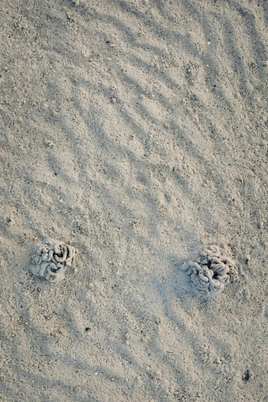 a dog paw prints in the sand on a beach, an album cover, inspired by Robert Bechtle, land art, solid concrete, bumps, 2 people, overhead