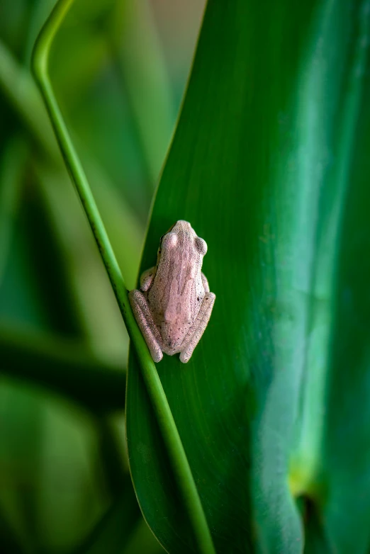 a frog sitting on top of a green leaf, pale pink grass, looking outside, in the jungle, subtle detailing