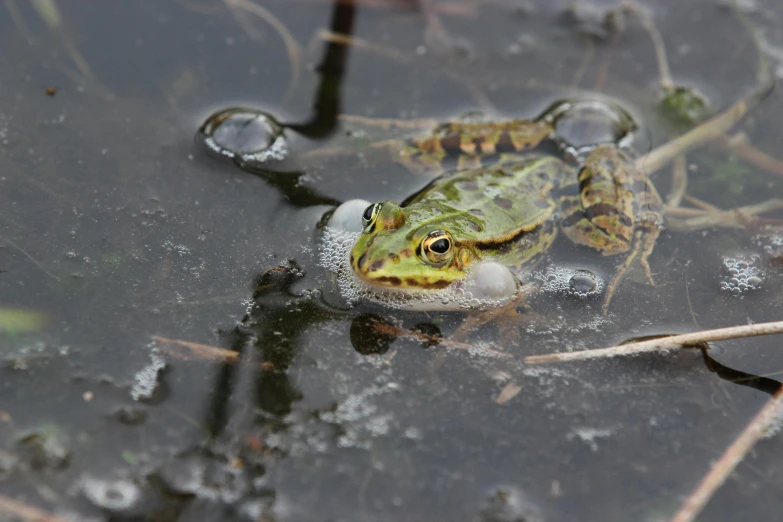 a frog that is sitting in some water, unsplash, renaissance, in an icy river, male and female, marsh, museum quality photo