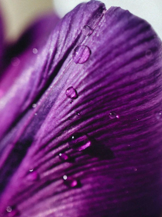 a close up of a purple flower with water droplets, a macro photograph, by Carey Morris, unsplash, renaissance, made of liquid purple metal, ((purple)), detail shot, detailed product shot