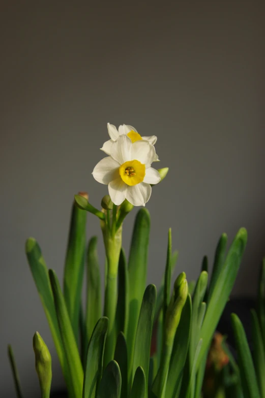 a white flower sitting on top of a green plant, a picture, by David Simpson, renaissance, daffodils, medium format. soft light, indoor picture, taken in the early 2020s