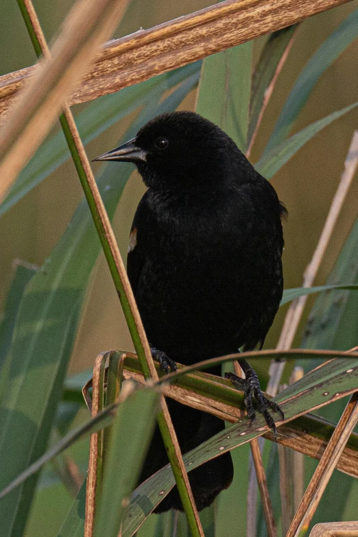 a black bird sitting on top of a green plant, looking the camera