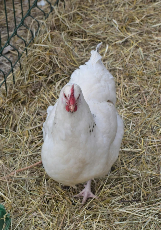 a white chicken standing in hay next to a fence, pale pointed ears, no skin shown, taken in the early 2020s, female