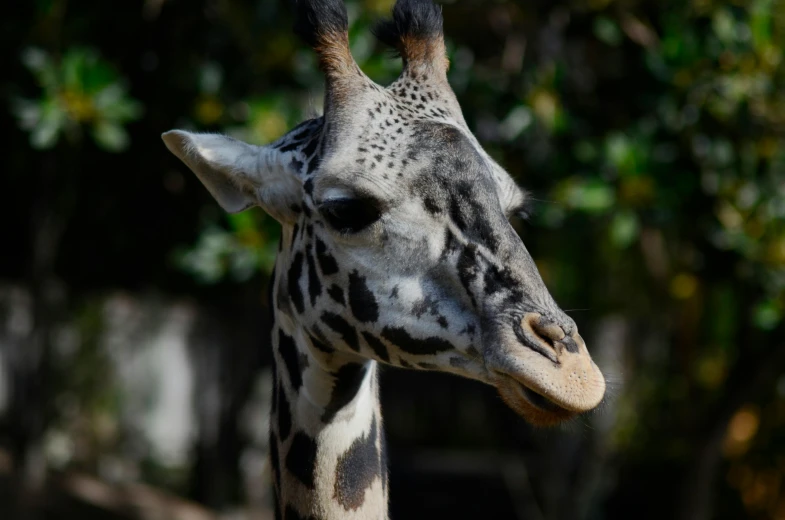 a close up of a giraffe's head with trees in the background, pexels contest winner, photorealism, tall thin, long chin, today\'s featured photograph 4k, 🦩🪐🐞👩🏻🦳