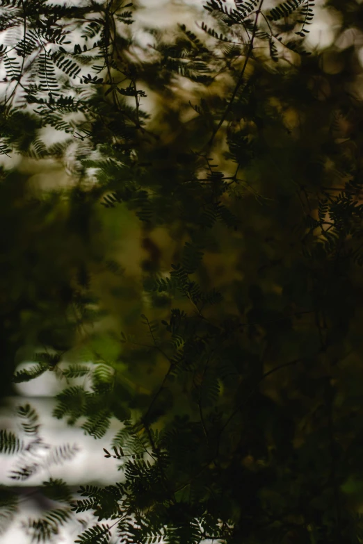 a bird sitting on top of a tree branch, unsplash, tonalism, rippling reflections, fern, blurry footage, unsettling image