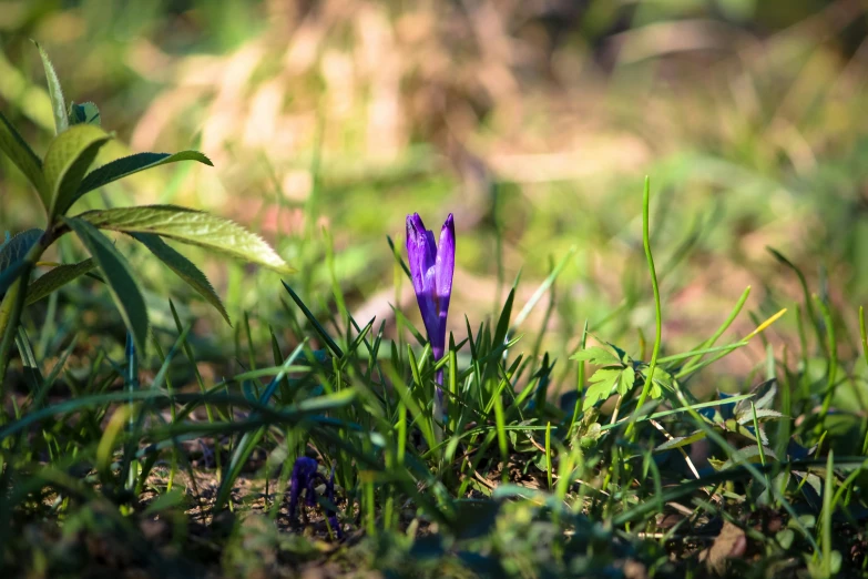 a purple flower in the middle of some grass, by Eglon van der Neer, pexels, forest floor, warm sunshine, blue, early spring