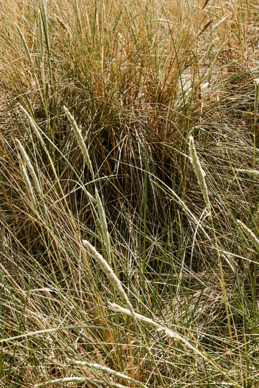 a giraffe standing on top of a grass covered field, an album cover, by David Simpson, land art, detail texture, long thick grass, rye (shishkin), loosely cropped