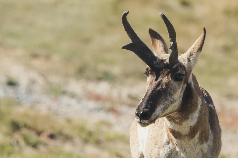 a large antelope standing on top of a grass covered field, pexels contest winner, renaissance, wyoming, white neck visible, high angle close up shot, outdoor photo