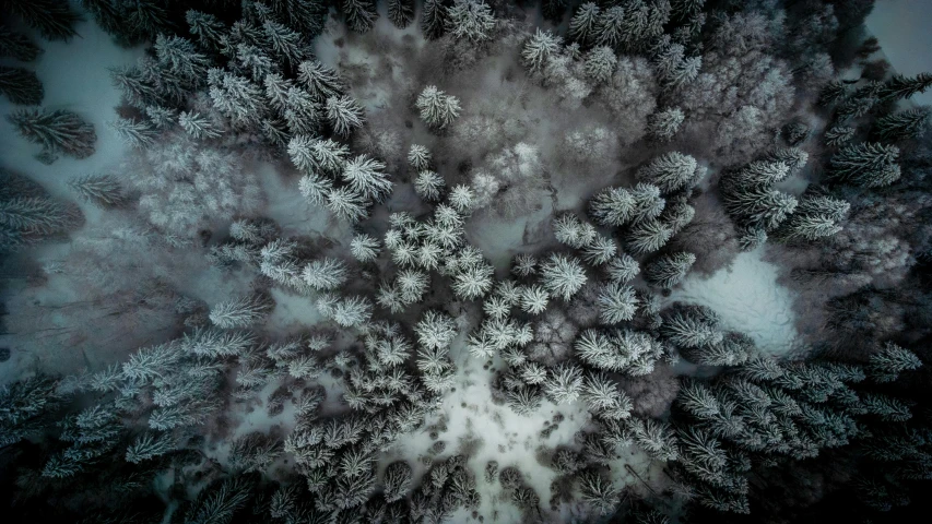 an aerial view of a snow covered forest, a portrait, by Adam Marczyński, clouds around, looking up at camera, grey, dark