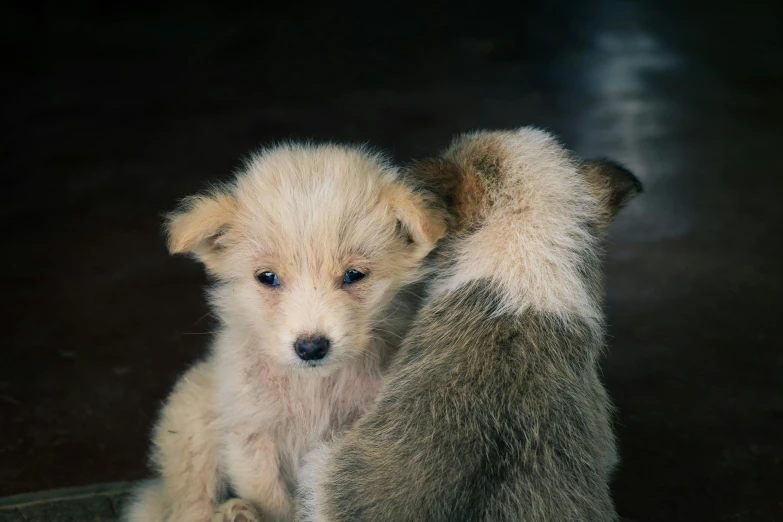 a couple of small dogs sitting next to each other, by Elsa Bleda, pexels contest winner, photorealism, the lovely hairy fox, puppies, taken in zoo, today\'s featured photograph 4k