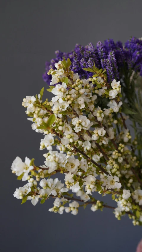 a person holding a bunch of flowers in their hand, a still life, unsplash, arts and crafts movement, plum blossom, product display photograph, white waistcoat, verbena