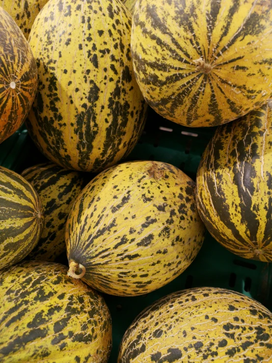 a pile of melons sitting on top of each other, yellow and black trim, speckled, valerian, highly intricate