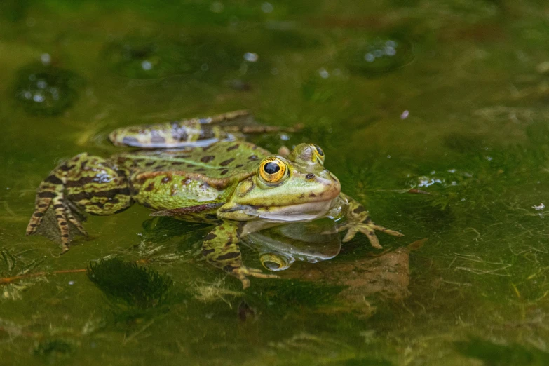 a frog that is sitting in some water, by Robert Brackman, pexels contest winner, renaissance, green and gold, adult pair of twins, slide show, small pond