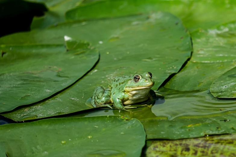 a frog sitting on top of a leaf in a pond