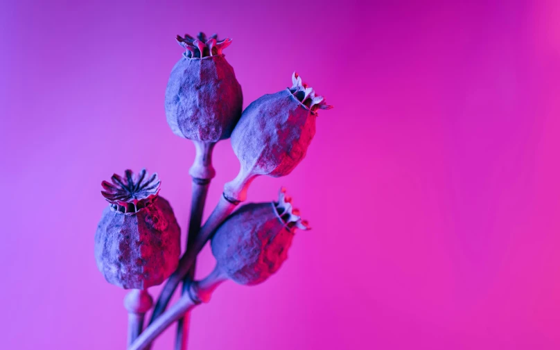 a close up of some flowers on a pink background, a macro photograph, unsplash, art photography, fairy fruit. octane render, blue and red lighting, pods, low colour