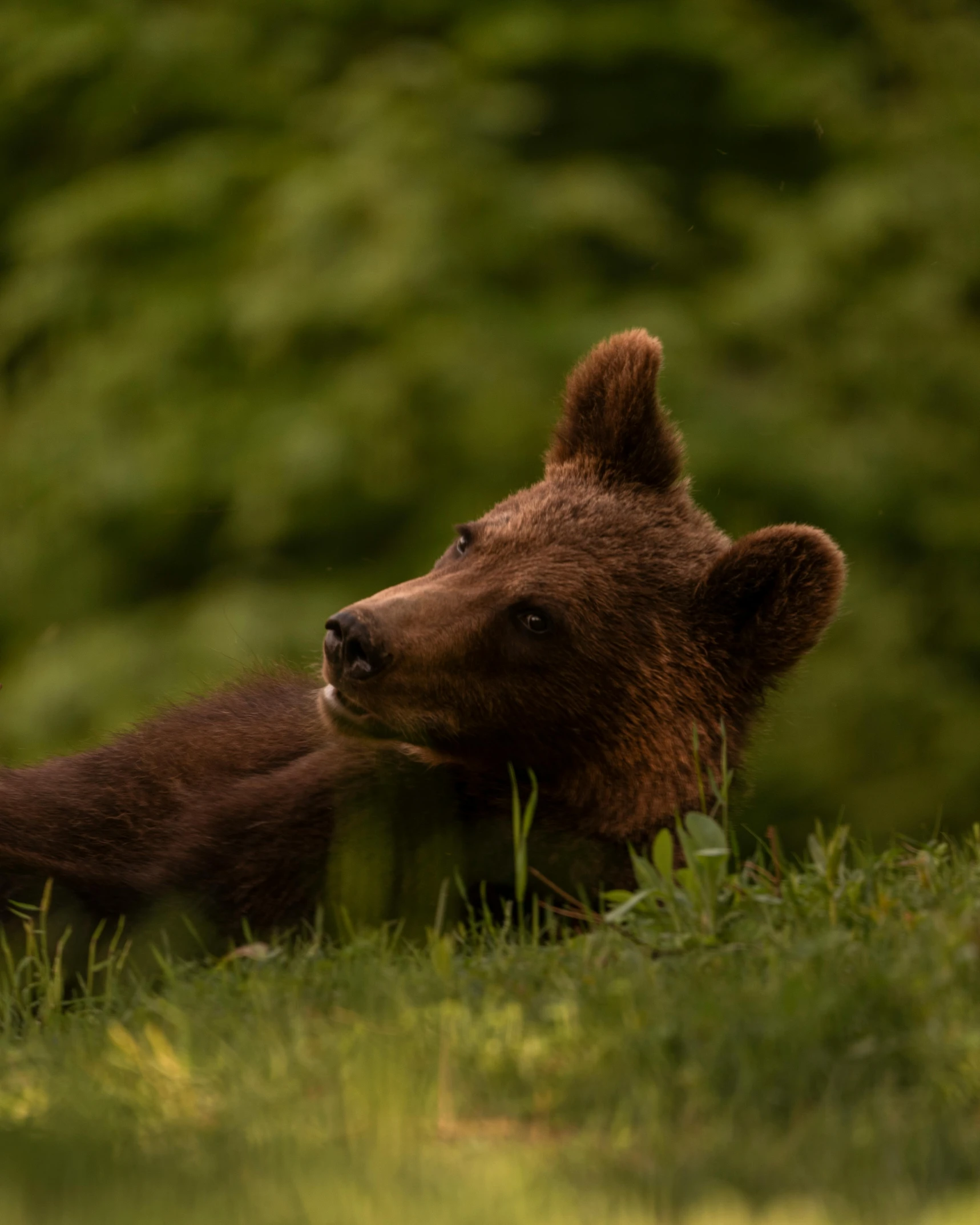 a brown bear laying on top of a lush green field, by Attila Meszlenyi, calmly conversing 8k, young and cute, alessio albi, profile picture 1024px