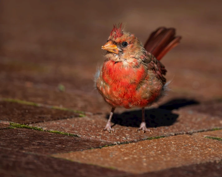 a small red bird standing on a brick walkway, battered, an ultra realistic photo, very silly looking, shot on sony a 7 iii