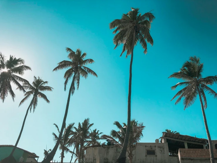 a group of palm trees in front of a building, pexels contest winner, teal sky, white beaches, overhead sun, colombian