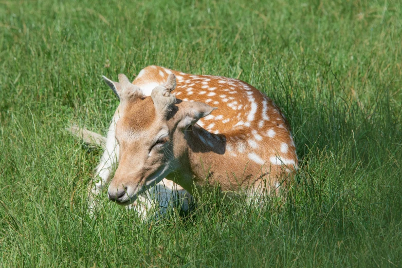 a deer that is laying down in the grass, in the sun, scratching head, spotted, white