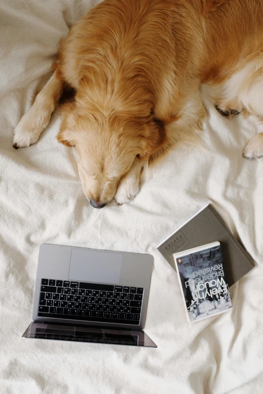 a dog laying on top of a bed next to a laptop, by Carey Morris, trending on pexels, golden retriever, two dogs, conde nast traveler photo, flat lay