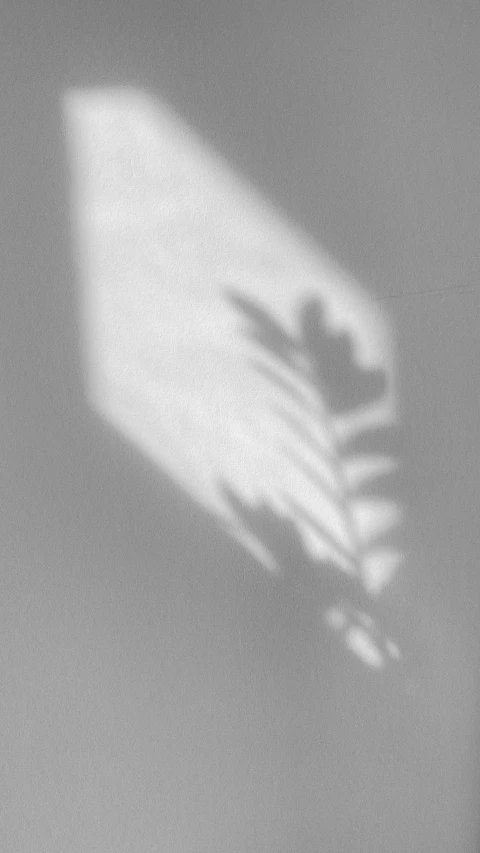 a shadow of a plant on a wall, a black and white photo, inspired by Robert Mapplethorpe, unsplash, light leak, rinko kawaichi, photograph”, profile image