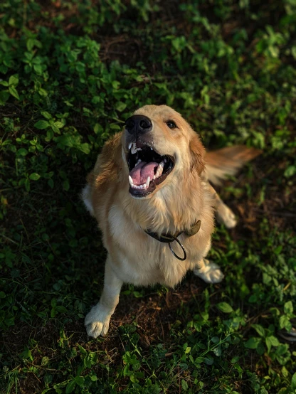 a dog sitting on top of a lush green field, smiling down from above, shiny golden, with mouth open, paul barson