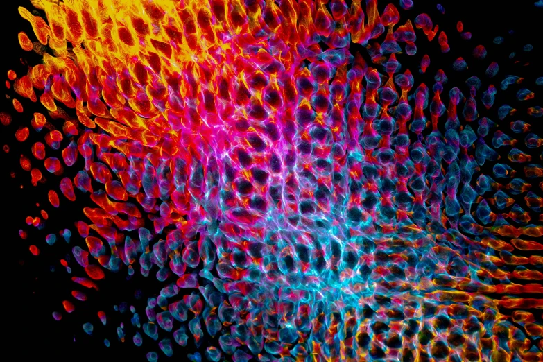 a close up of a colorful flower on a black background, a microscopic photo, by Jan Rustem, generative art, fish scales, colorful fire, blood cells, vibrant scattered light