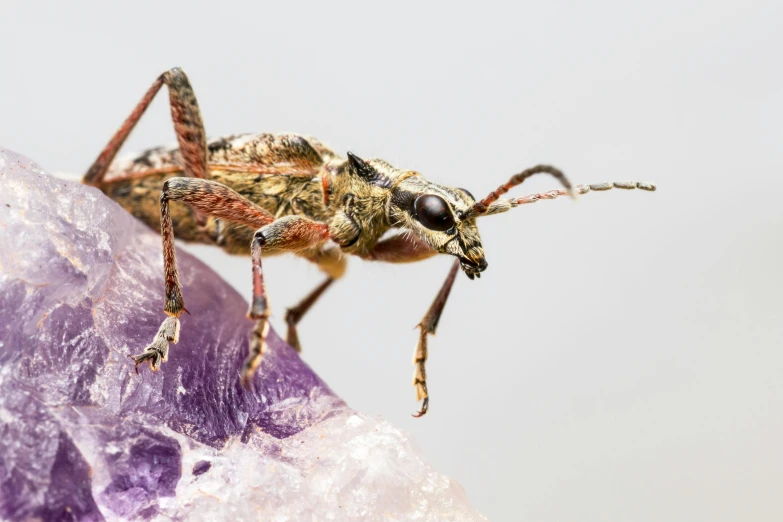 a bug sitting on top of a purple rock, a macro photograph, trending on pexels, figuration libre, taxidermy, horned, grey